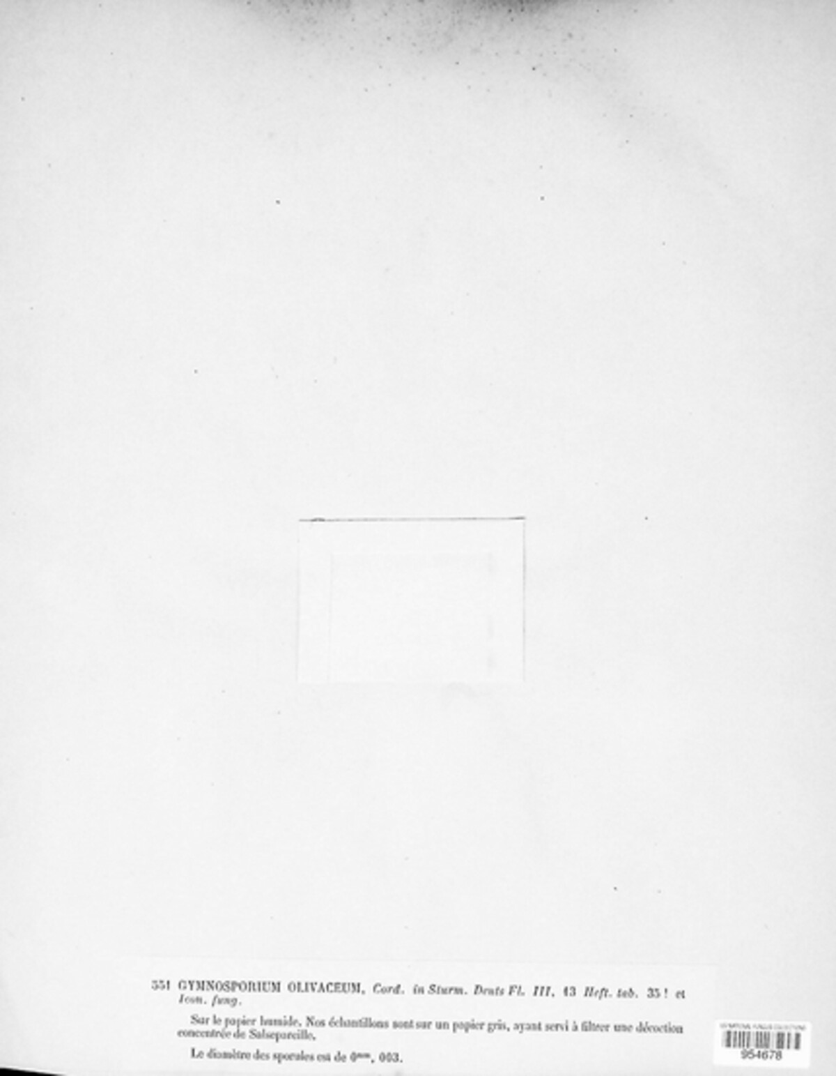 Gymnosporium olivaceum image